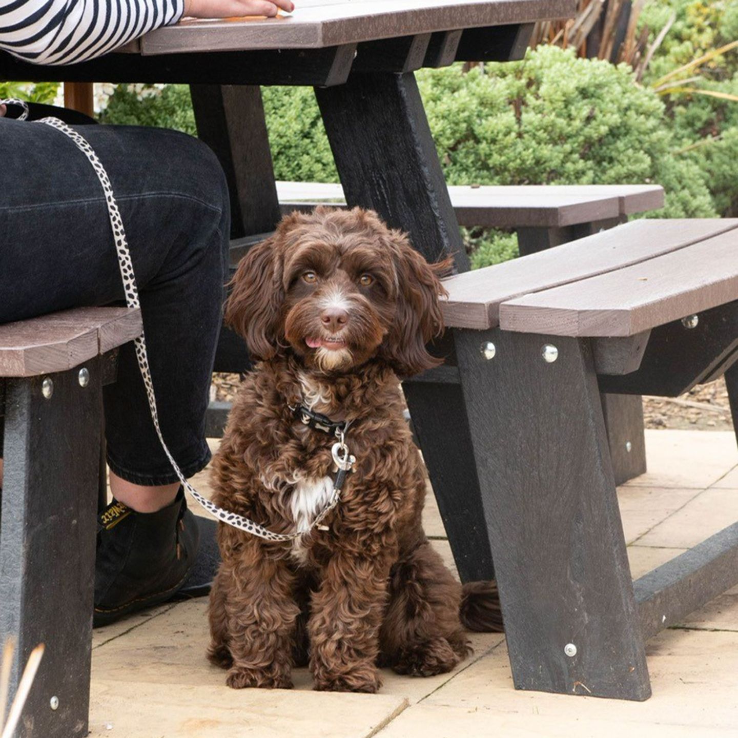 Your local dog friendly pub in Wilmslow